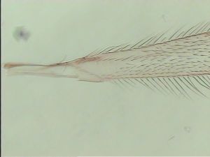 fabarius Ltype 1.jpg