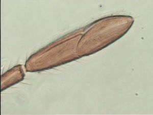 fabarius Ltype 10.jpg