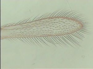 fabarius Ltype 2.jpg