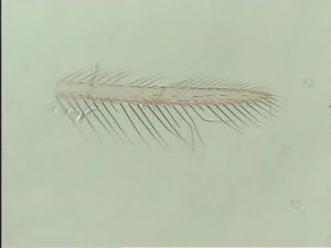 fabarius Ltype 3.jpg