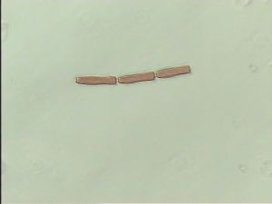 fabarius Ltype 4.jpg