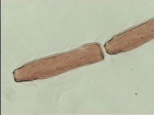 fabarius Ltype 5.jpg