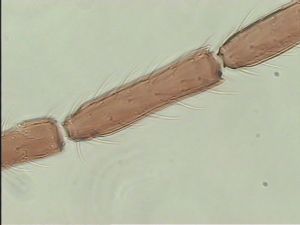 fabarius Ltype 6.jpg