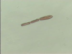 fabarius Ltype 7.jpg