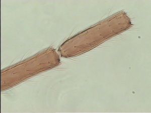 fabarius Ltype 9.jpg