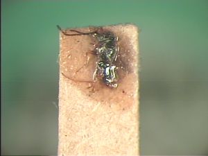 fabarius Pltype 0 before remount.jpg