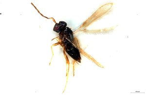 fabarius Pltype 0-3.png