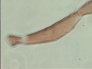 fabarius Pltype 3.jpg