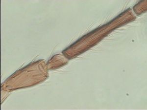 fabarius Pltype 4.jpg