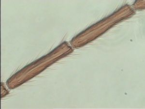 fabarius Pltype 6.jpg