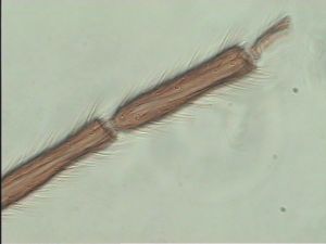 fabarius Pltype 7.jpg