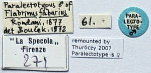 fabarius Pltype s.png