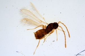 falsa  Soyka Htype 0.jpg