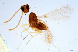 flavitarsis  Soyka Htype 0.jpg