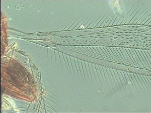 flavitarsis Htype 1.jpg