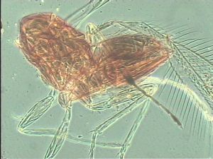 flavitarsis Htype 10.jpg