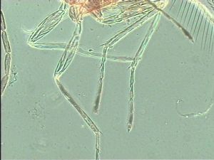 flavitarsis Htype 11.jpg