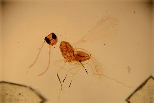 flavitarsis Htype 12.jpg