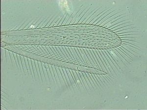 flavitarsis Htype 2.jpg