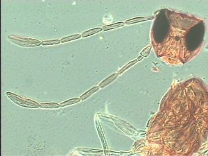 flavitarsis Htype 3.jpg