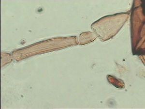 flavitarsis Htype 4.jpg
