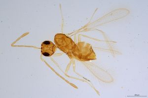 kressbachi  Soyka Htype 0.jpg