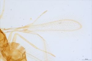 kressbachi Htype 0-1.jpg