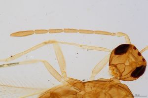 kressbachi Htype 0-2.jpg