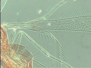 kressbachi Htype 1.jpg