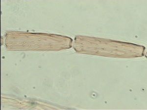 kressbachi Htype 10.jpg