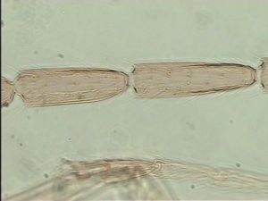 kressbachi Htype 11.jpg