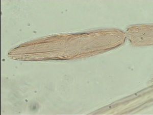 kressbachi Htype 12.jpg