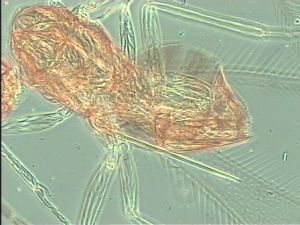 kressbachi Htype 13.jpg