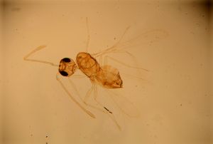 kressbachi Htype 16.jpg