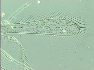 kressbachi Htype 2.jpg