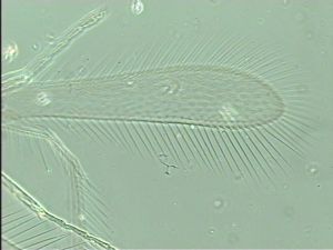 kressbachi Htype 3.jpg