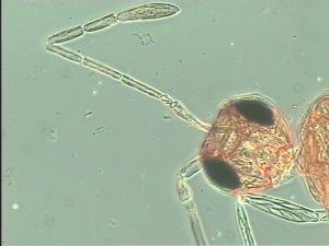 kressbachi Htype 4.jpg