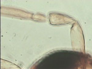 kressbachi Htype 7.jpg