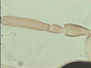 kressbachi Htype 8.jpg