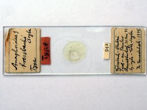 kressbachi Htype s.JPG