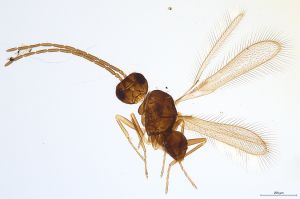 leptoceras  Debauche Atype 0.jpg