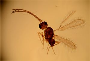 leptoceras Atype 1.jpg