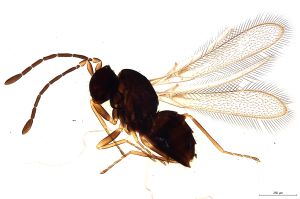 leptoceras Debauche Htype 0.jpg