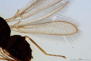 leptoceras Htype 0-1.jpg