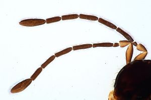 leptoceras Htype 0-2.jpg