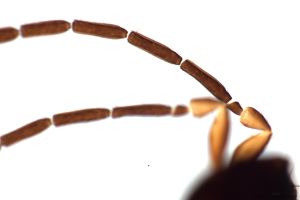 leptoceras Htype 0-3.jpg