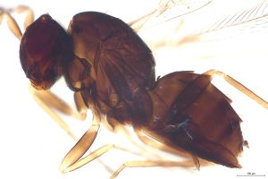 leptoceras Htype 0-5.jpg