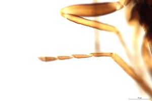 leptoceras Htype 0-6.jpg