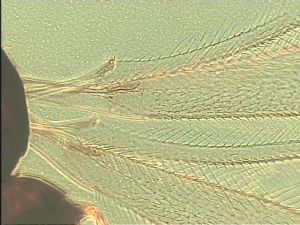 leptoceras Htype 1.jpg