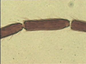 leptoceras Htype 10.jpg